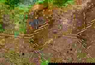 Pexels Kelly 1179532 3030307 (1)